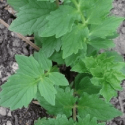 Des images de diff�rentes plantes